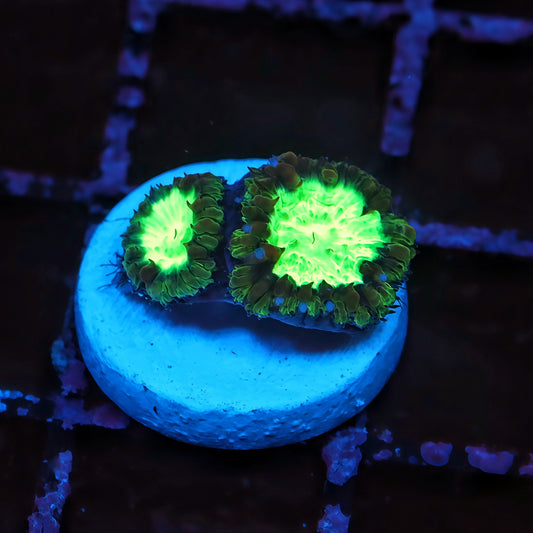 Nuclear Wave Blastomussa Frag - Live LPS Coral for Sale | TIA Coral