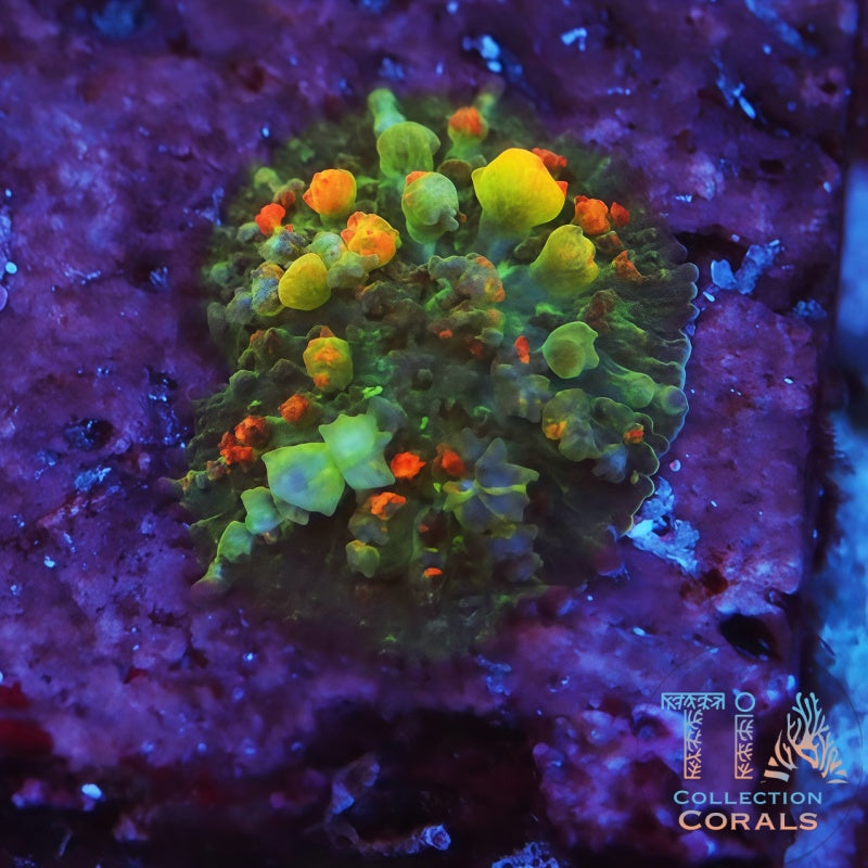 OG Bounce Mushroom 2 - Live Softies Coral for Sale | TIA Coral