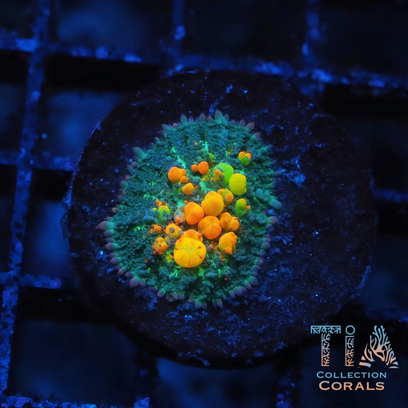 OG Bounce Mushroom 3, soft coral