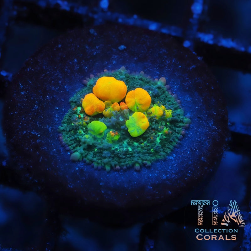OG Bounce Mushroom 4, soft coral