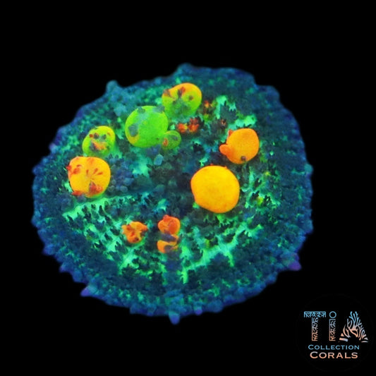 OG Bounce Mushroom Frag - Live Softies Coral for Sale | TIA Coral