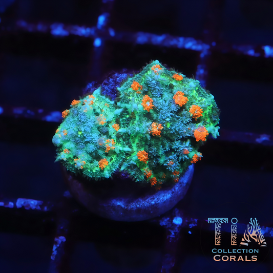 TIA Orange Blossom Bounce Mushroom - Live Softies Coral for Sale | TIA Coral