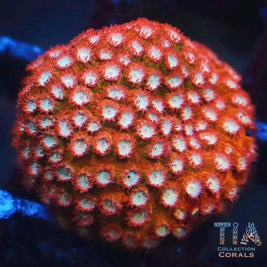 Orange Cyphastrea Frag - Live LPS Coral for Sale | TIA Coral