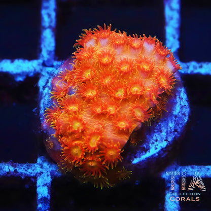 Orange Cyphastrea Frag - Live LPS Coral for Sale | TIA Coral