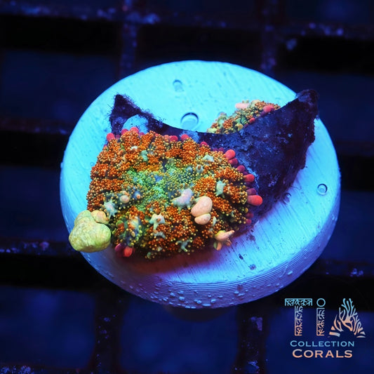 TIA OT7 Bounce Mushroom - Live Softies Coral for Sale | TIA Coral