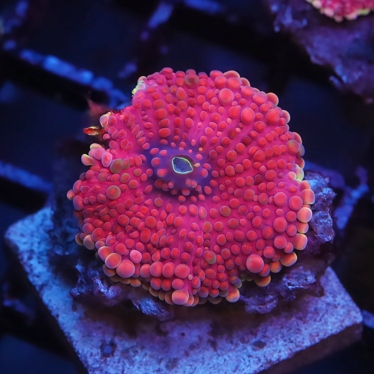 TIA Pink Cadillac Yuma - Live Softies Coral for Sale | TIA Coral