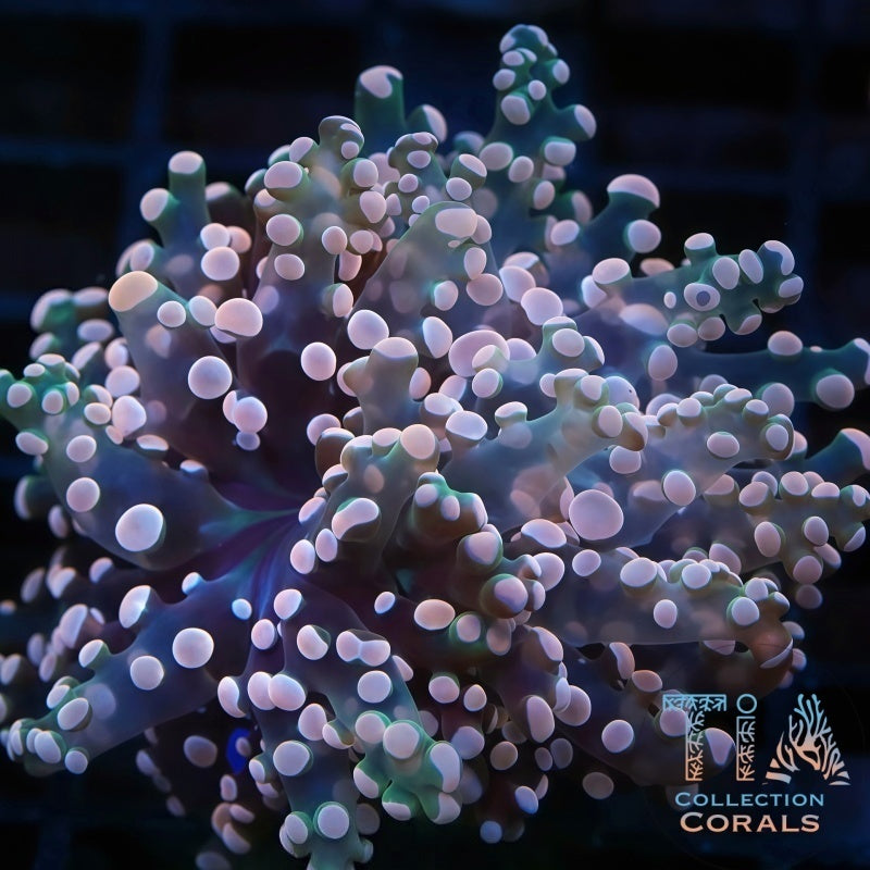 New Pink Lemonade Frogspawn Frag - Live LPS Coral for Sale | TIA Coral