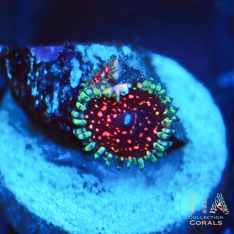 Rare Ultimate Pink Space Monster Zoanthids Frag - Live Softies Coral for Sale | TIA Coral