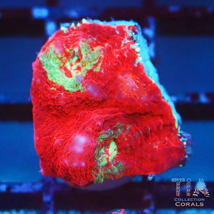 TIA Poison Apple Chalice Frag - Live LPS Coral for Sale | TIA Coral