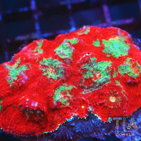 TIA Poison Apple Chalice Frag - Live LPS Coral for Sale | TIA Coral