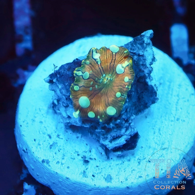 Poseidon Bounce Mushroom Frag - Live Softies Coral for Sale | TIA Coral