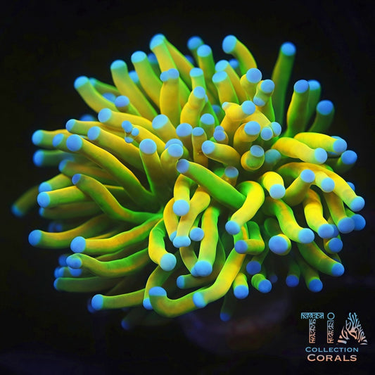 Premium Holy Grail Trachyphyllia Frag - Live LPS Coral for Sale | TIA Coral