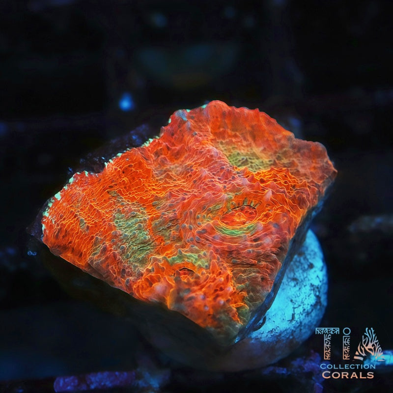 Prismatic Chaos Chalice Frag - Live LPS Coral for Sale | TIA Coral
