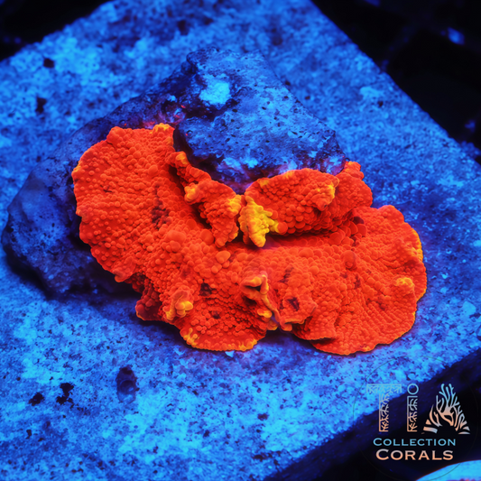 Purple Monster Mushroom - Live Softies Coral for Sale | TIA Coral