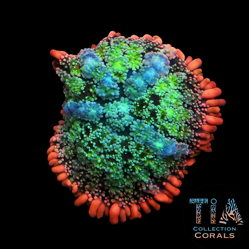 TIA Radical Ooze Frankenstein Mushroom - Live Softies Coral for Sale | TIA Coral