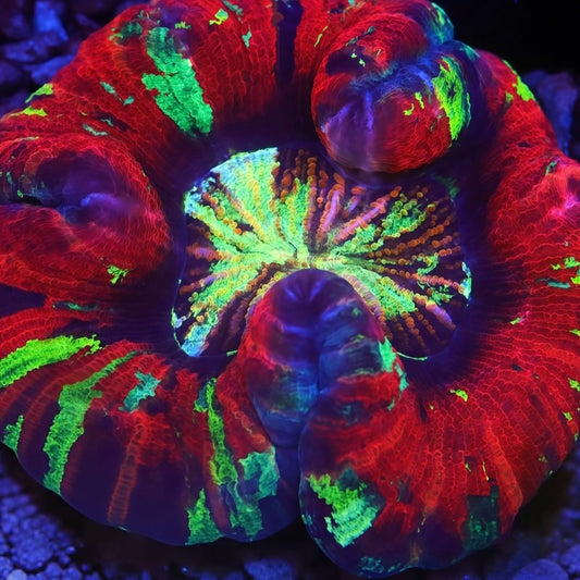TIA Rainbow Flare Trachyphyllia - Live LPS Coral for Sale | TIA Coral
