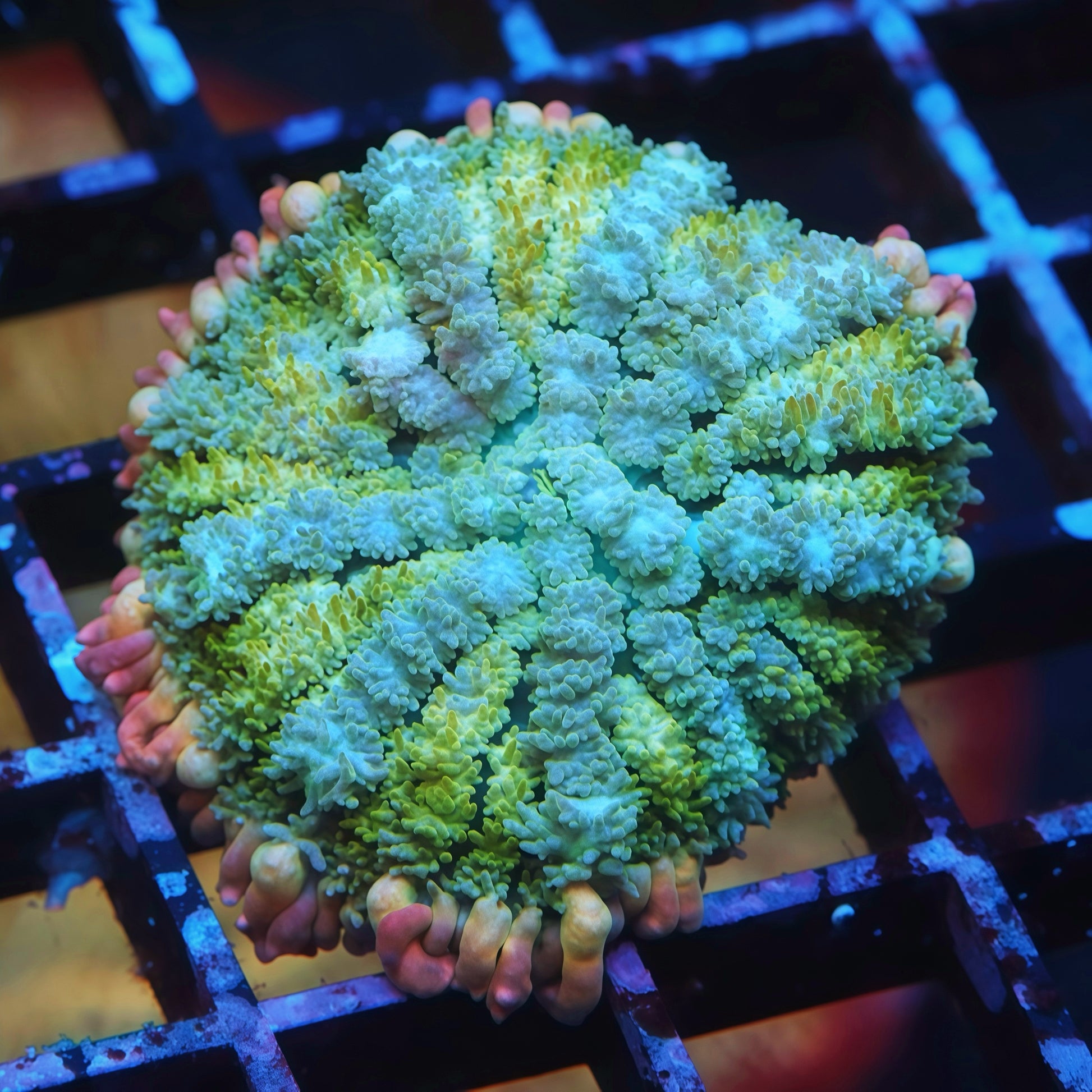 Rainbow Frankenstein Bounce Mushroom - Live Softies Coral for Sale | TIA Coral