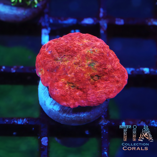 TIA Red Velvet Chalice - Live LPS Coral for Sale | TIA Coral