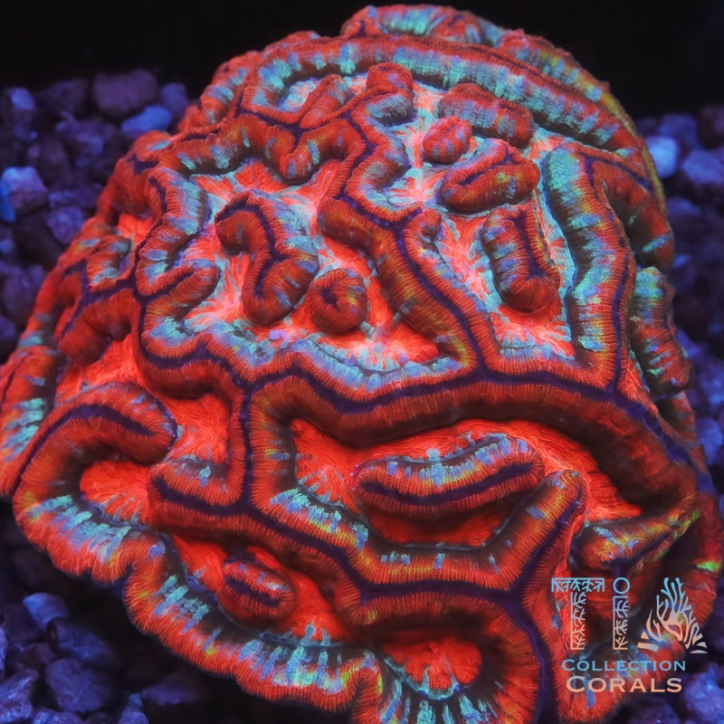 TIA Redline Rainbow Wilsoni Colony - Live LPS Coral for Sale | TIA Coral