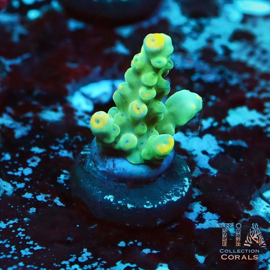 TIA Reverse Yellow Tips Acropora Frag - Live SPS Coral for Sale | TIA Coral