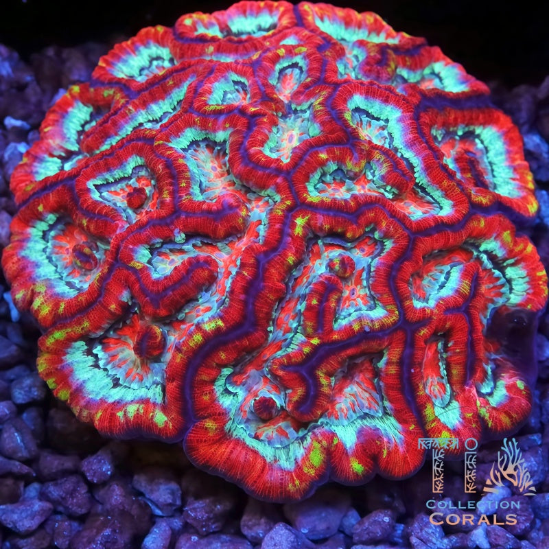 TIA Route 66 Rainbow Wilsoni Colony - Live LPS Coral for Sale | TIA Coral
