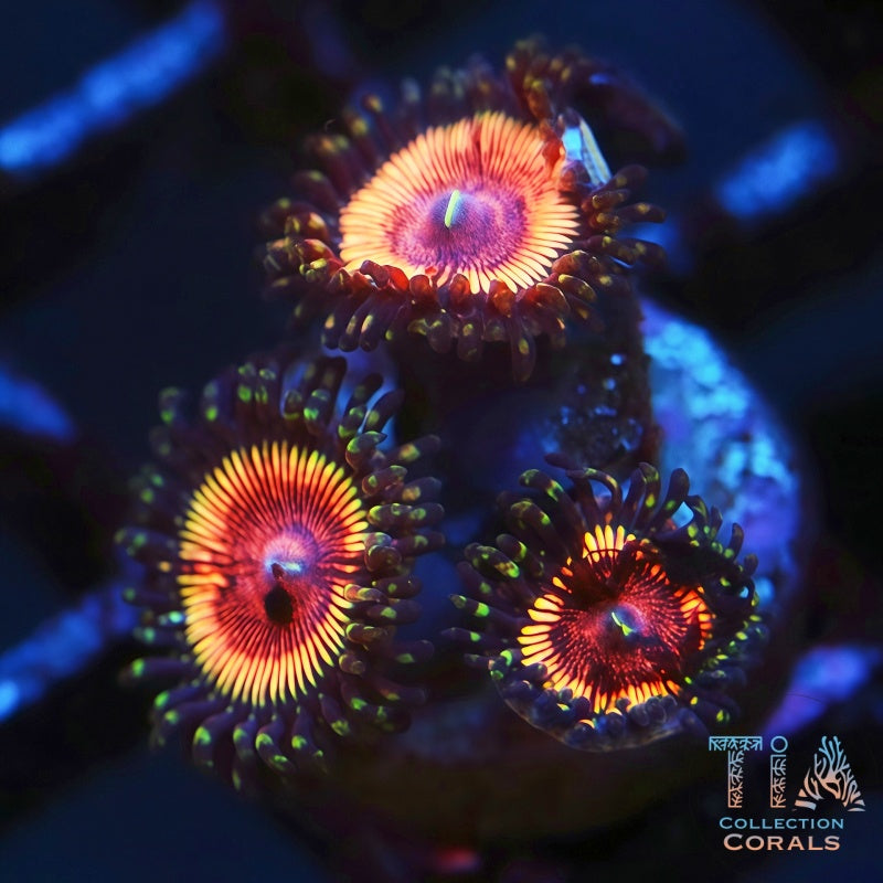 Rune Slayer Zoanthids Frag - Live Softies Coral for Sale | TIA Coral
