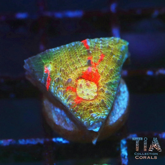 TIA Rupture Chalice Frag - Live LPS Coral for Sale | TIA Coral