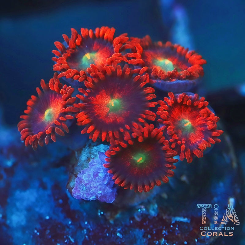 TIA Scarlet Reaper Zoanthids - Live Softies Coral for Sale | TIA Coral