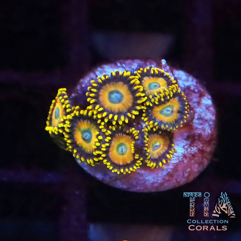 Scrambled Eggs Zoanthids Frag, soft coral
