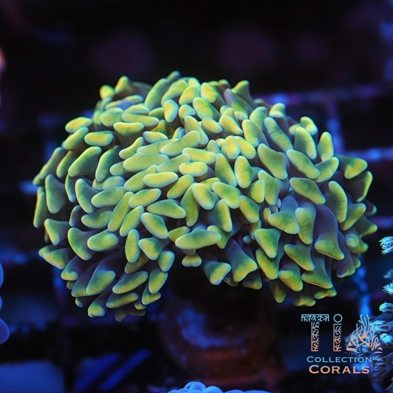 Shiny Yellow and Purple Branching Hammer Frag - Live LPS Coral for Sale | TIA Coral