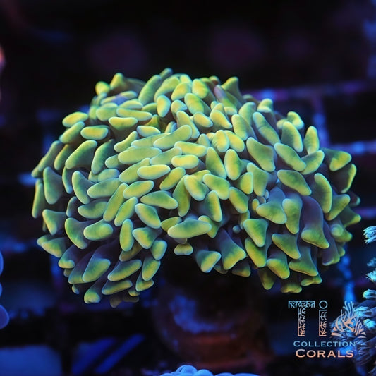 Shiny Yellow and Purple Branching Hammer Frag - Live LPS Coral for Sale | TIA Coral