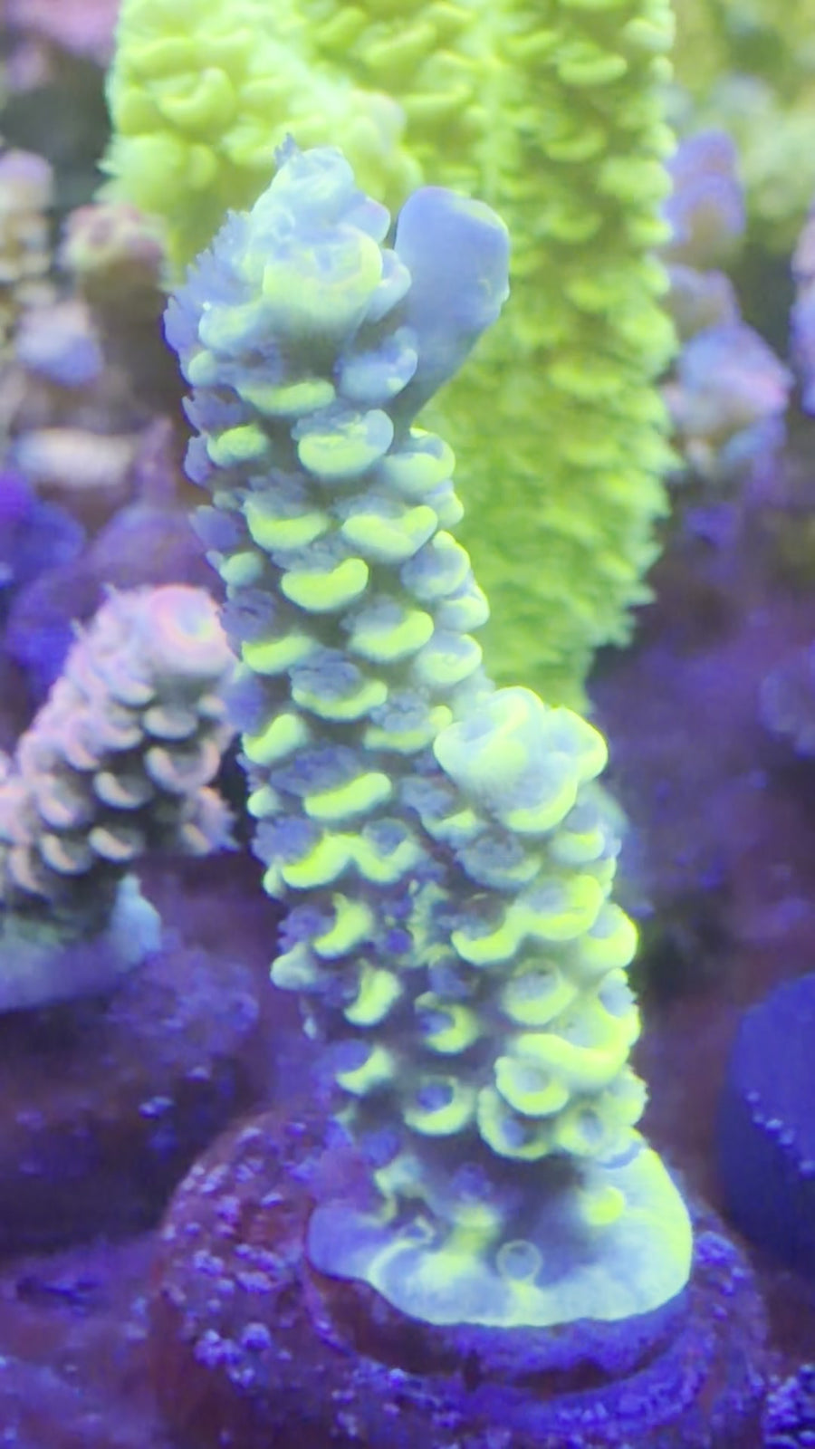 TIA Signature Chromaflair (WYSIWYG Frag), SPS coral