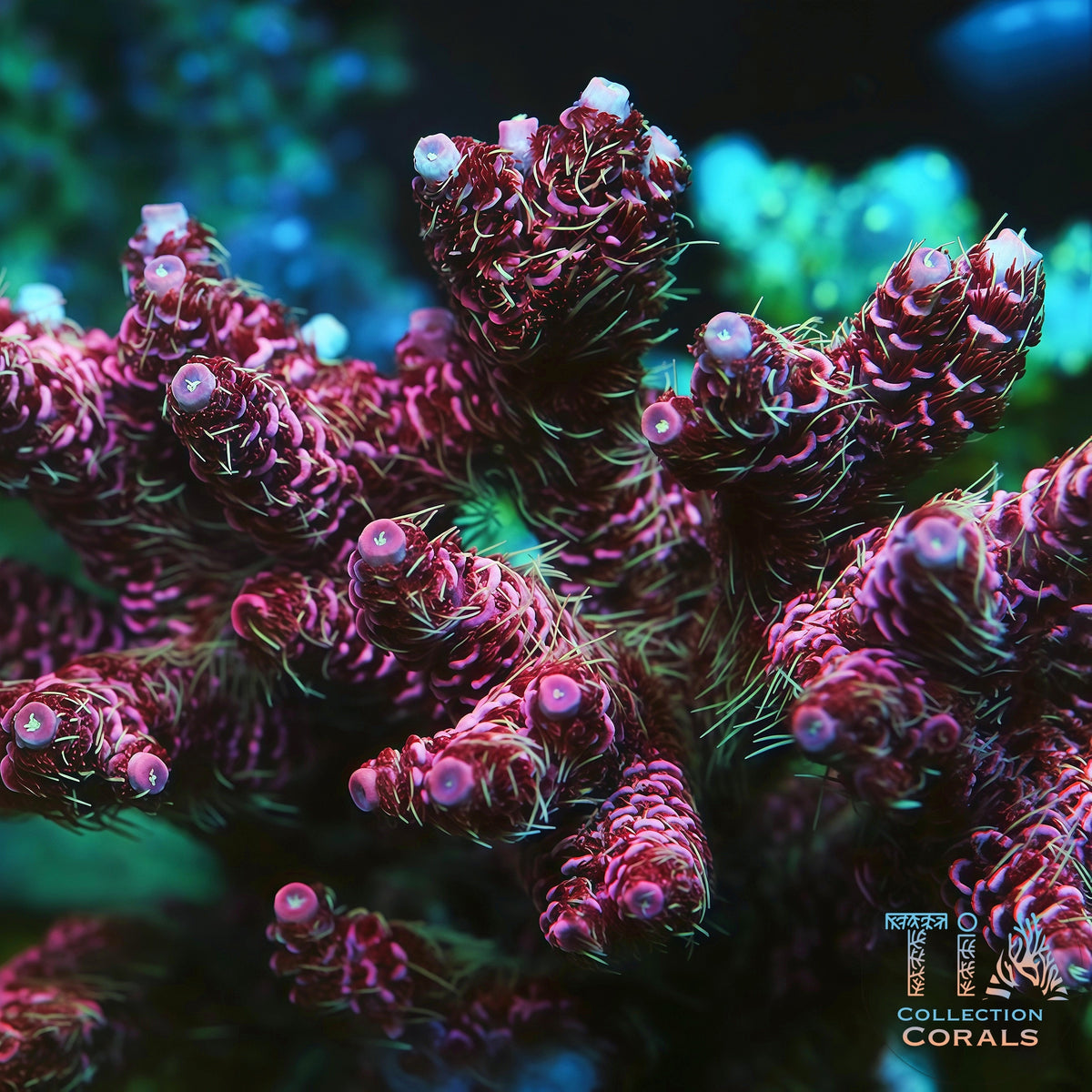 TIA Signature Cyberpunk Millepora Colony - Mother Colony | TIA Coral