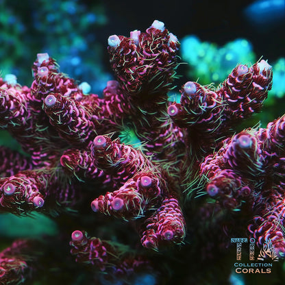 TIA Signature Cyberpunk Millepora Colony - Mother Colony | TIA Coral