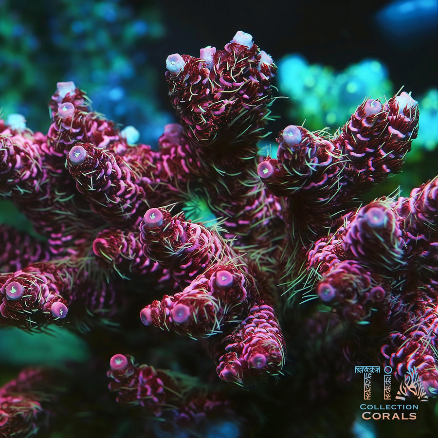 TIA Signature Cyberpunk Millepora Colony (cut to order), SPS coral