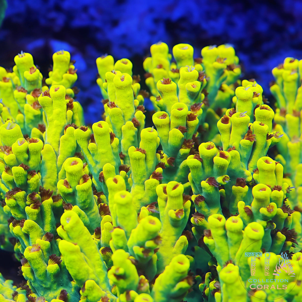 TIA Signature Yellow Fever Speciosa Colony - Mother Colony | TIA Coral