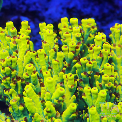 TIA Signature Yellow Fever Speciosa Colony - Mother Colony | TIA Coral