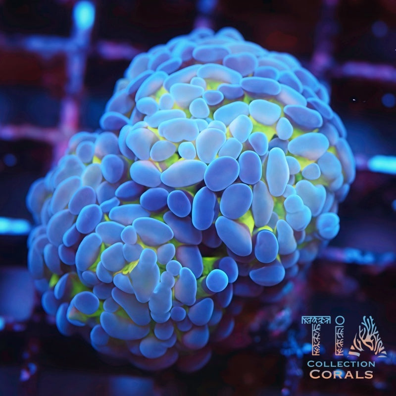 TIA Snowdrift Hammer Frag - Live LPS Coral for Sale | TIA Coral