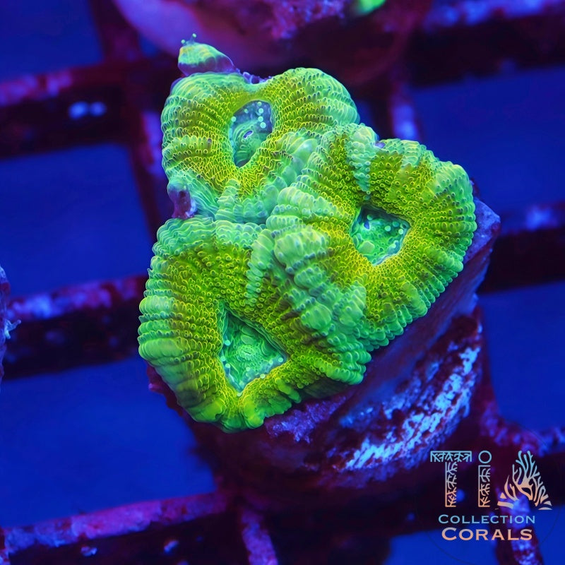 TIA Sour Apple Acan Frag - Live LPS Coral for Sale | TIA Coral