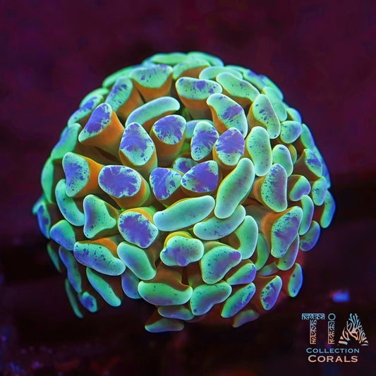 Spatter Gold Steam Hammer Frag - Live LPS Coral for Sale | TIA Coral