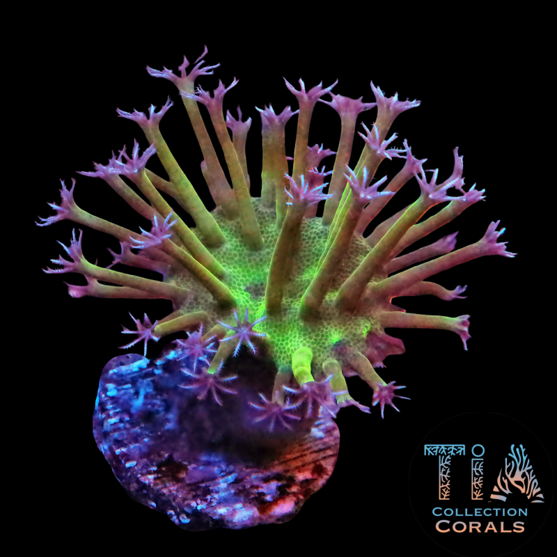 TIA Special Japanese Weeping Willow Toadstool Frag - Live Softies Coral for Sale | TIA Coral