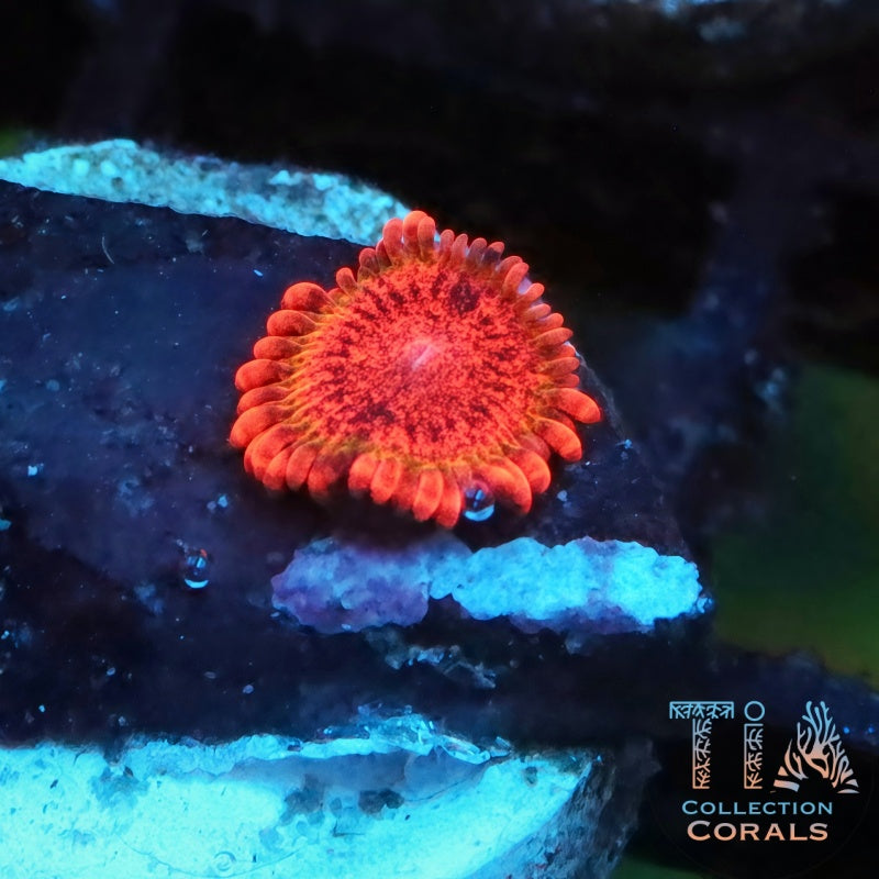 Speckled Krak Zoanthids Frag - Live Softies Coral for Sale | TIA Coral
