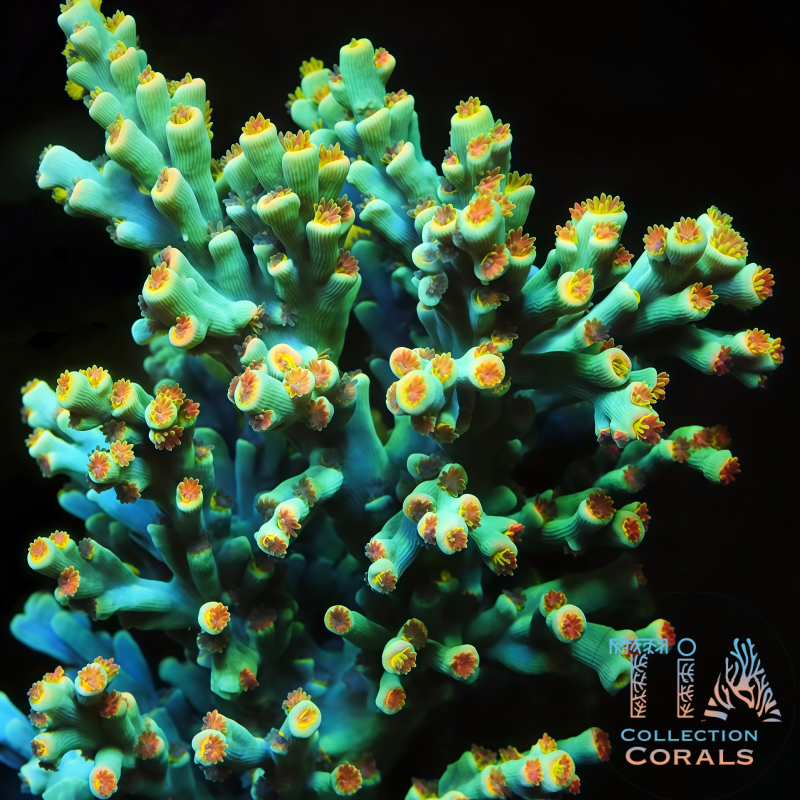 TIA Starburst Speciosa Colony (cut to order) - Live SPS Coral for Sale | TIA Coral