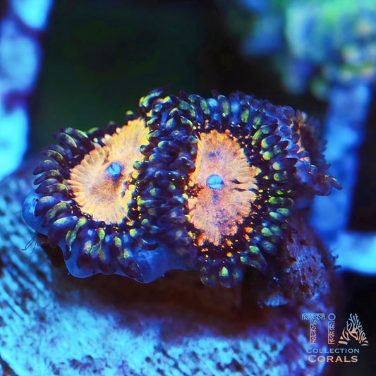 TIA Starfire Zoanthids Frag - Live Softies Coral for Sale | TIA Coral