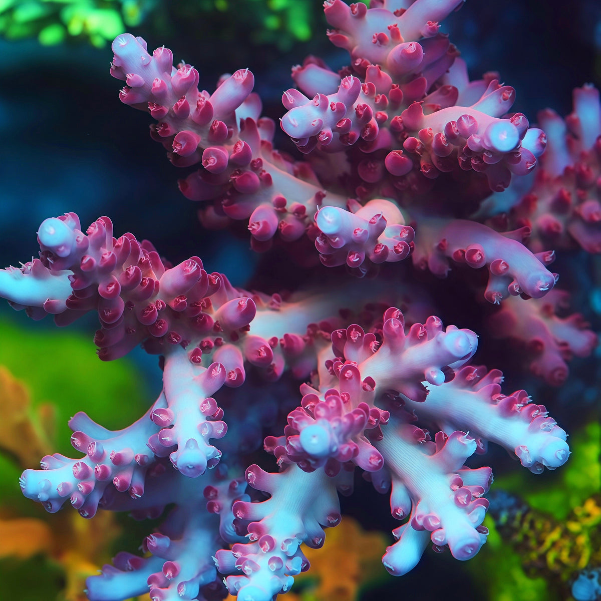 TIA Strawberry Moon Granulosa Colony - Mother Colony | TIA Coral