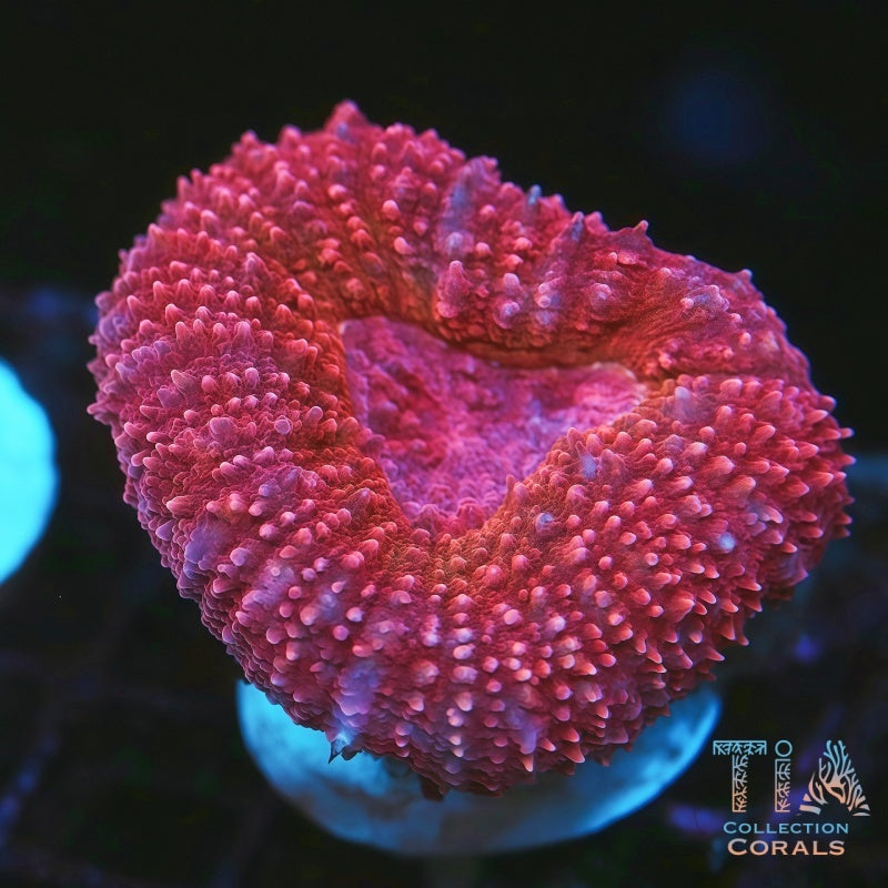 Sugar Donuts Branching Lobo Frag - Live LPS Coral for Sale | TIA Coral