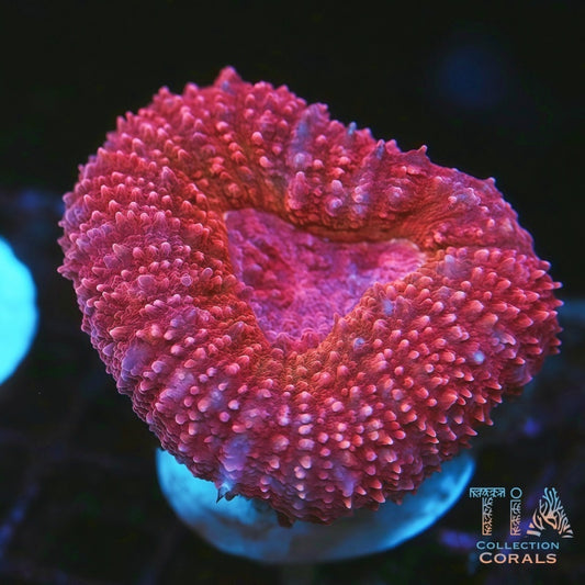 Sugar Donuts Branching Lobo Frag - Live LPS Coral for Sale | TIA Coral