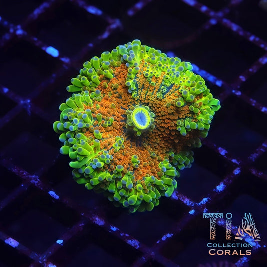 SunFlare Rainbow Yuma - Live Softies Coral for Sale | TIA Coral