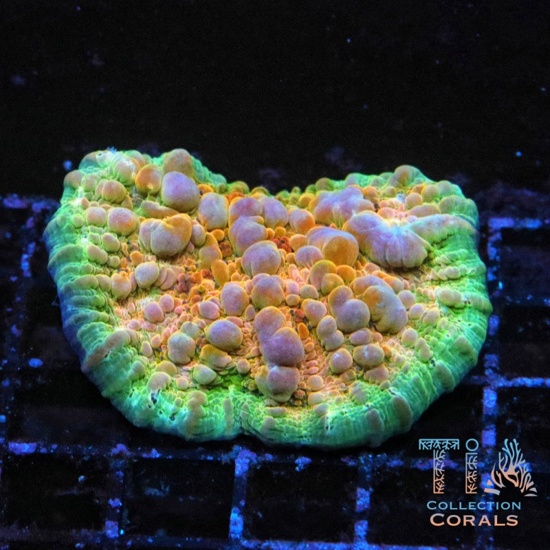 TIA Sunken Temple Bounce Chalice Colony (cut to order), LPS coral