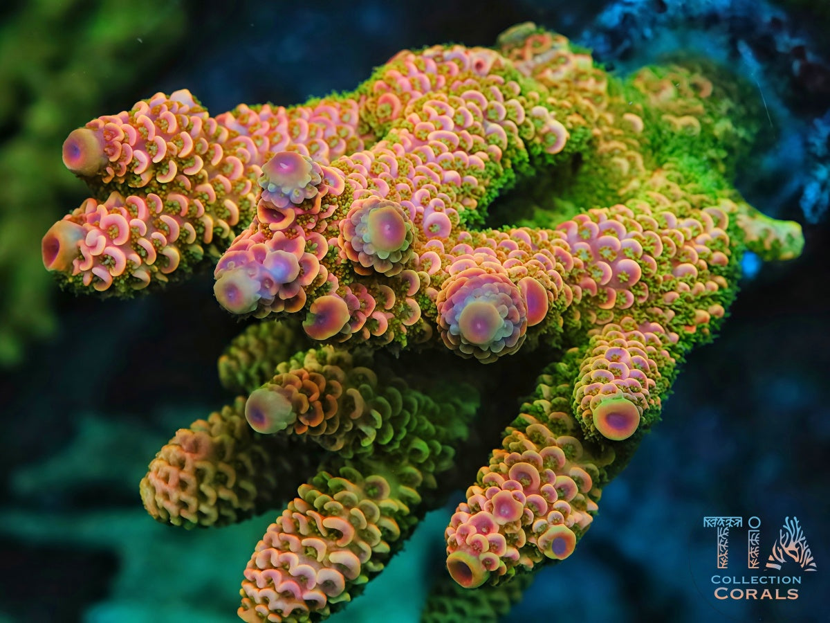 TIA Sunset Boulevard Spath (cut to order) - Live SPS Coral for Sale | TIA Coral